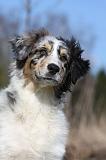 BERGER AUSTRALIEN PUPPIES 407